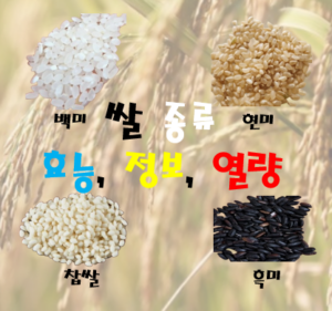 쌀 종류 및 효능 (백미, 현미, 흑미, 찹쌀)
