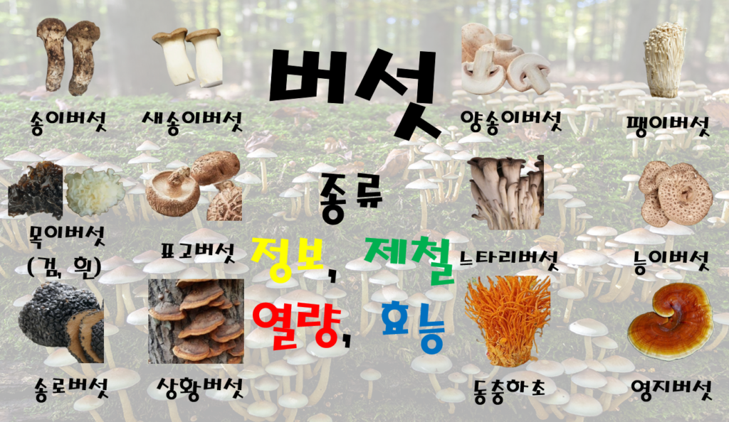 식용버섯 종류 12가지 (균류, 정보, 제철, 효능)